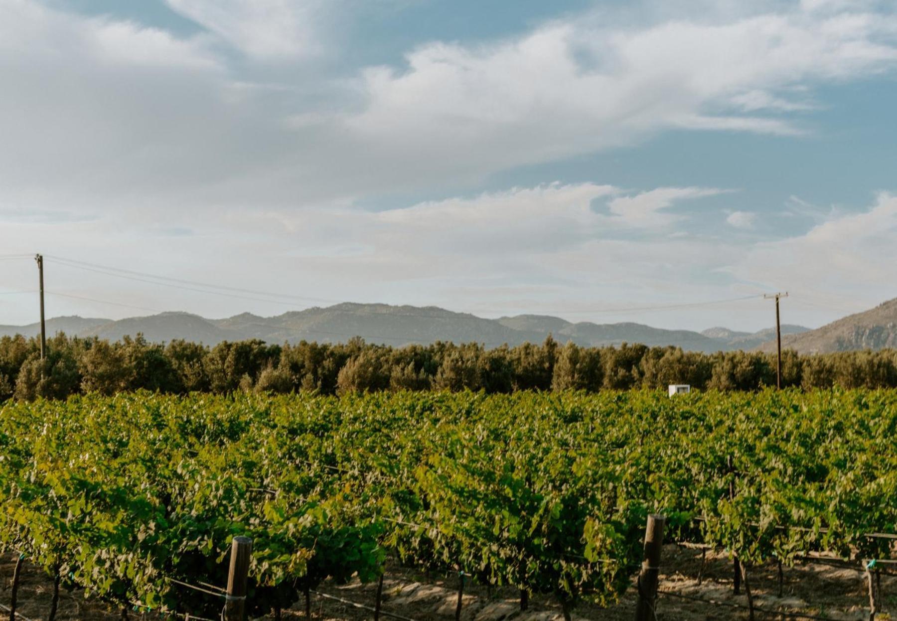 Campera Valle De Guadalupe エンセナダ エクステリア 写真